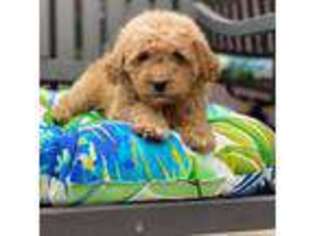 Goldendoodle Puppy for sale in San Diego, CA, USA