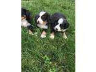 Bernese Mountain Dog Puppy for sale in Homewood, IL, USA