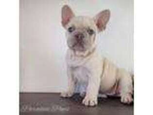 French Bulldog Puppy for sale in Sandpoint, ID, USA