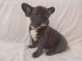 French Bulldog Puppy for sale in Easton, PA, USA