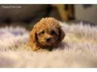 Mutt Puppy for sale in Nevis, MN, USA