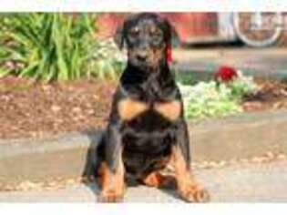 Doberman Pinscher Puppy for sale in Lancaster, PA, USA