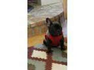 French Bulldog Puppy for sale in Lenore, ID, USA