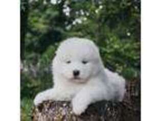 Samoyed Puppy for sale in Fallston, MD, USA