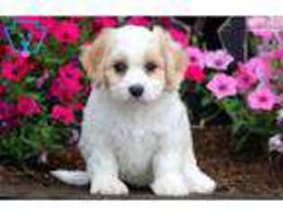 Cavachon Puppy for sale in Lancaster, PA, USA