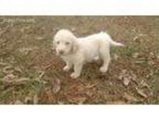 Labradoodle Puppy for sale in Headland, AL, USA