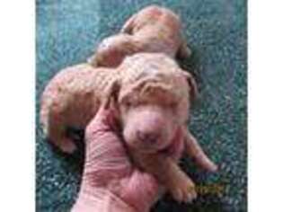 Goldendoodle Puppy for sale in Concordia, KS, USA