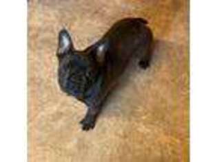 French Bulldog Puppy for sale in Coquille, OR, USA