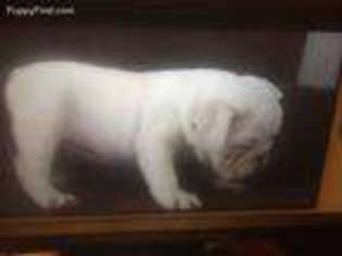 Bulldog Puppy for sale in Tracy City, TN, USA