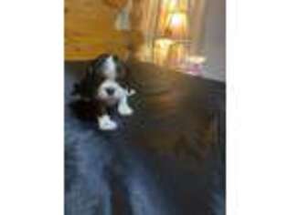 Cavalier King Charles Spaniel Puppy for sale in Spring Hope, NC, USA