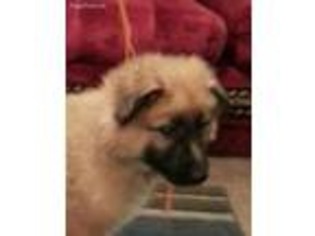 Mutt Puppy for sale in Glen Easton, WV, USA