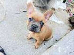French Bulldog Puppy for sale in Blackfoot, ID, USA