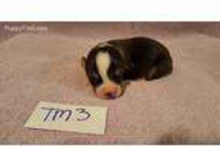 Pembroke Welsh Corgi Puppy for sale in Warden, WA, USA