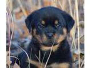 Rottweiler Puppy for sale in Elkland, MO, USA