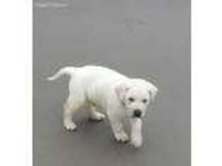 Labrador Retriever Puppy for sale in Anderson, SC, USA