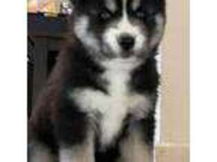 Siberian Husky Puppy for sale in Osseo, MN, USA