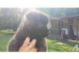 Akita Puppy for sale in ASHLAND, KY, USA