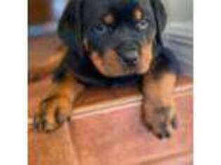 Rottweiler Puppy for sale in Spring Hill, FL, USA