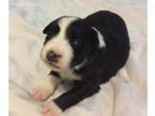 Border Collie Puppy for sale in Keller, TX, USA