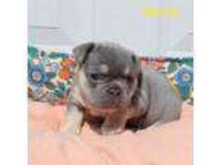 French Bulldog Puppy for sale in Shelbyville, TN, USA