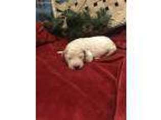 Goldendoodle Puppy for sale in Central City, KY, USA