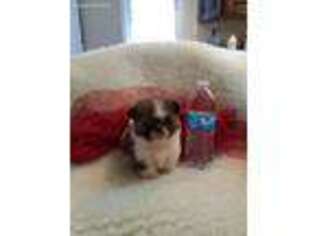 Mutt Puppy for sale in Ravenna, TX, USA