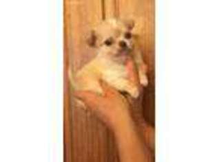 Chihuahua Puppy for sale in Waverly, OH, USA