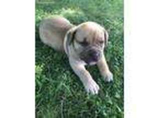 Boerboel Puppy for sale in Huntingdon, PA, USA