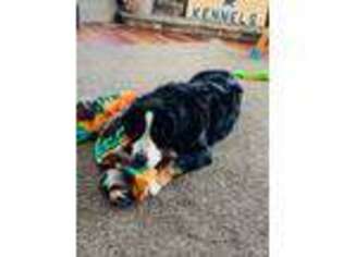Bernese Mountain Dog Puppy for sale in Madison, MN, USA