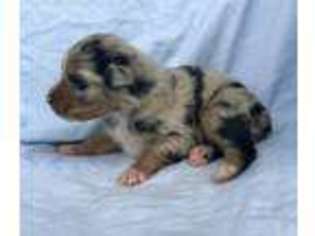 Australian Shepherd Puppy for sale in Quebeck, TN, USA