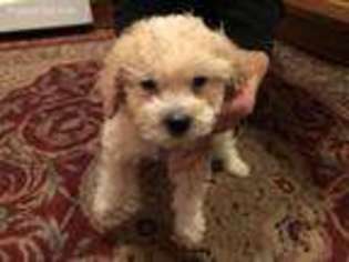 Goldendoodle Puppy for sale in Verona, WI, USA