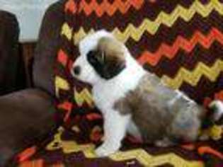 Saint Bernard Puppy for sale in Eden, NC, USA