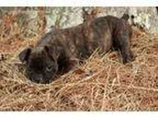 Mutt Puppy for sale in Pell City, AL, USA