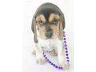 Beagle Puppy for sale in Spring, TX, USA