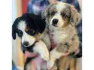Miniature Australian Shepherd Puppy for sale in South Glastonbury, CT, USA
