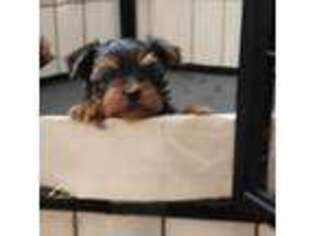 Yorkshire Terrier Puppy for sale in Elk Grove Village, IL, USA