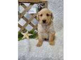 Golden Retriever Puppy for sale in Stanley, WI, USA
