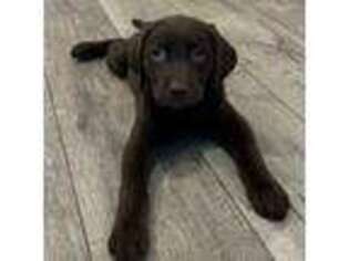Labrador Retriever Puppy for sale in Leander, TX, USA