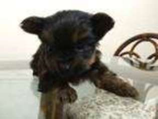 Yorkshire Terrier Puppy for sale in SAN LEANDRO, CA, USA