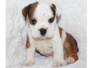 Bulldog Puppy for sale in Koshkonong, MO, USA