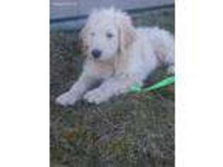 Goldendoodle Puppy for sale in Centerville, IA, USA