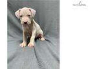 Dogo Argentino Puppy for sale in Kansas City, MO, USA