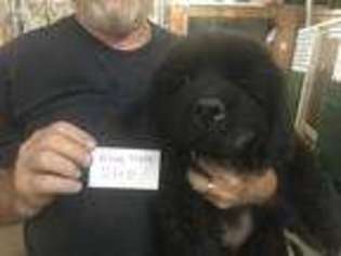 Newfoundland Puppy for sale in Ada, OK, USA