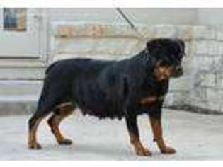 Rottweiler Puppy for sale in Wrightstown, NJ, USA
