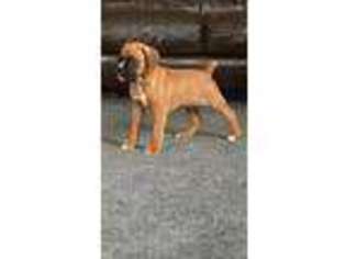 Boxer Puppy for sale in Swanton, OH, USA