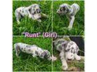 Great Dane Puppy for sale in Castroville, TX, USA