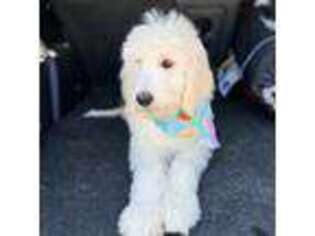 Goldendoodle Puppy for sale in Stilwell, OK, USA