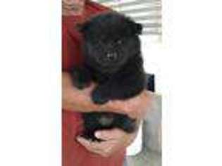 Chow Chow Puppy for sale in Pueblo, CO, USA