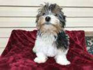 Biewer Terrier Puppy for sale in Cedartown, GA, USA