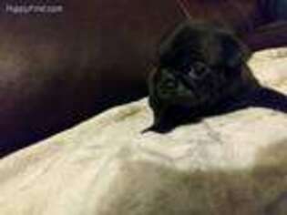 Pug Puppy for sale in Orient, OH, USA